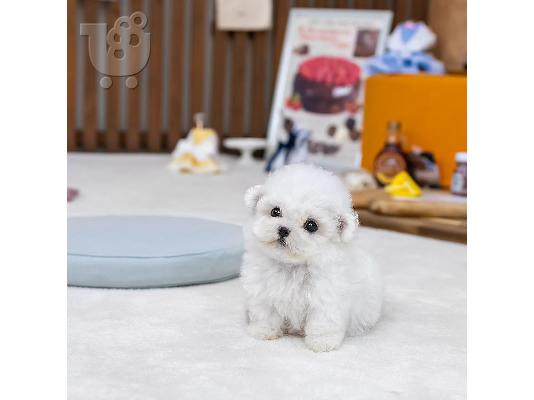 PoulaTo: Bichon Frise-puppy's te koop